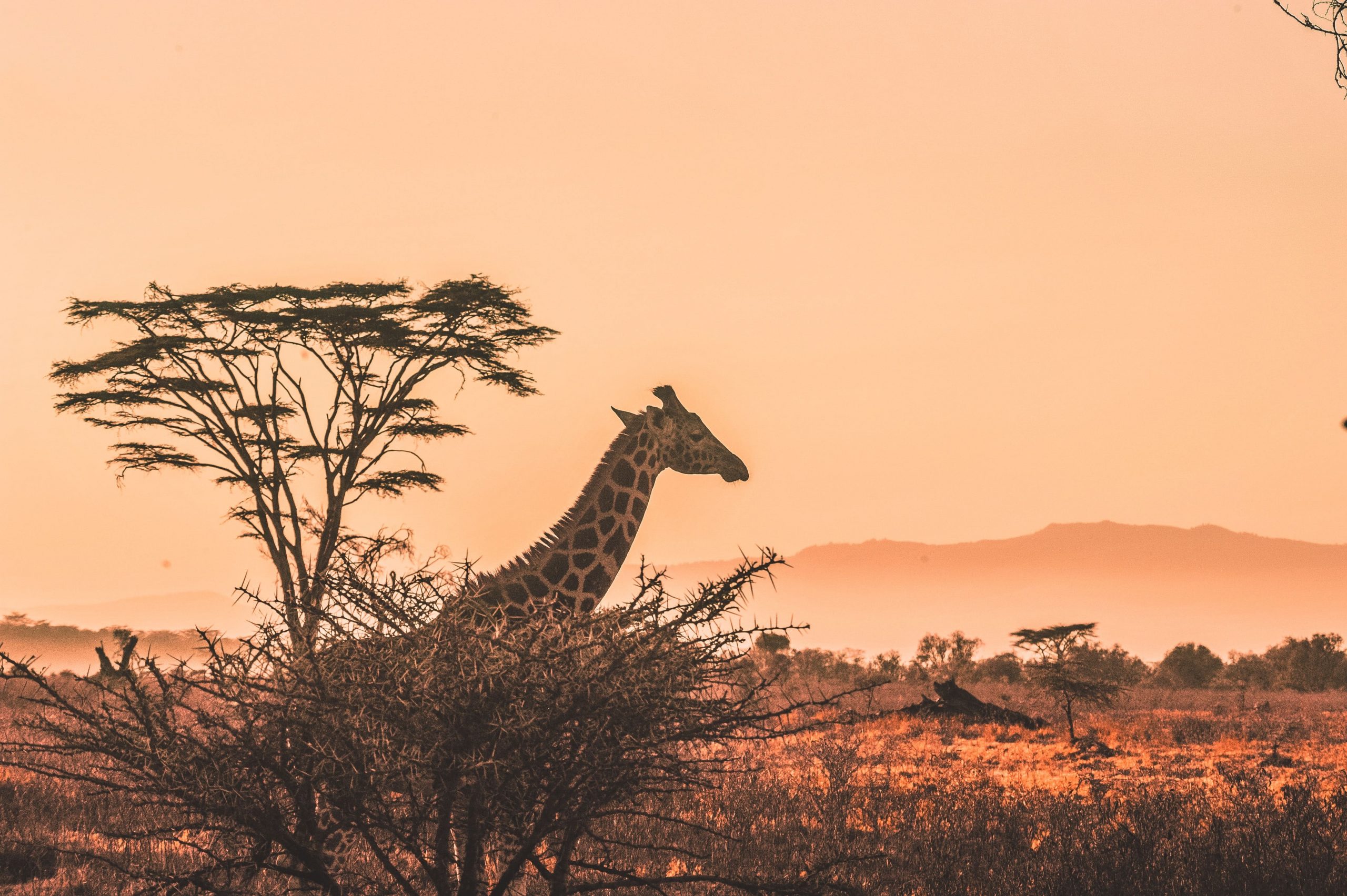 Reisen nach Kenia